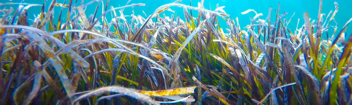 Universal Mallora Travel Nachhaltigkeit Heute an morgen denken Unterwasser Seegras Posidonia Martin Colognolli