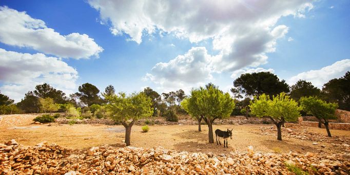 Universal Mallorca Travel Wandern Esel Steine Himmel Wolken Bäume 