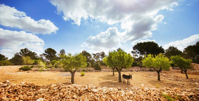 Universal Mallorca Travel Wandern Esel Steine Himmel Wolken Bäume 