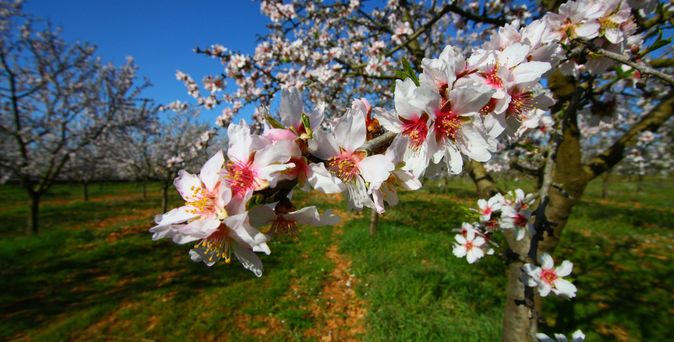Universal Mallorca Travel Mandelblüten Mallorca Blütenpracht