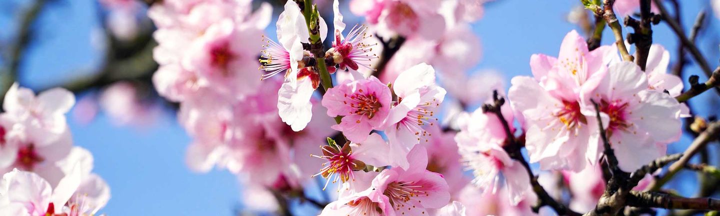 Universal Mallorca Ferien Frühling Mandelblüte Mandelblütenmeer