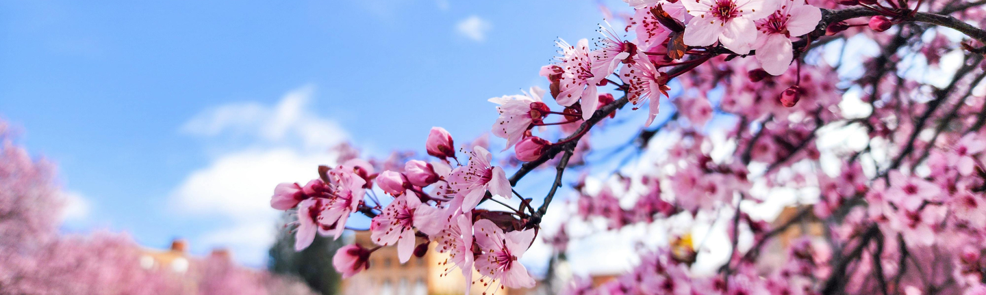 Universal Mallorca Travel Mandelblüte im Frühling Blütenmeer 