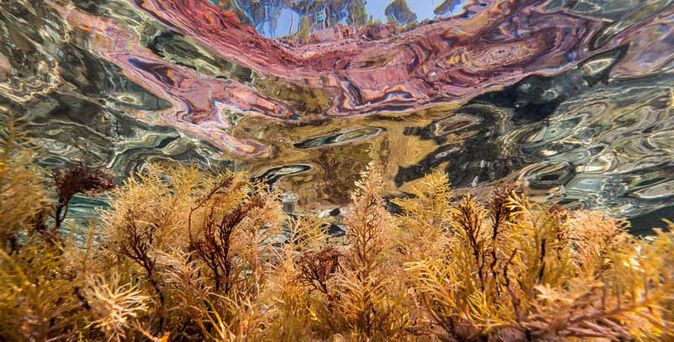 Universal Mallorca Travel Nachhaltigkeit unter Wasser Seegras Posidonia Miguel Gomila @miknuk