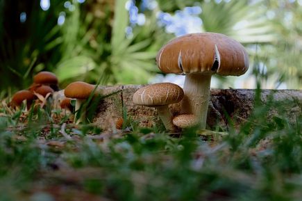 Universal Mallorca Travel Naturpark Llevant Ausflug Wanderung Tiere