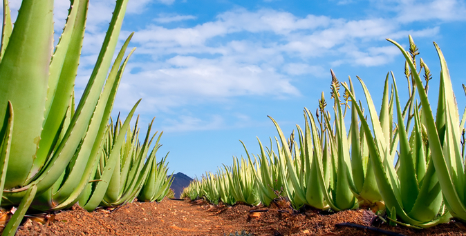 Universal Mallorca Travel Aloe Vera Farm