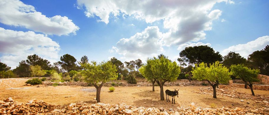 Esel unter Bäumen auf Mallorca