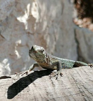 Universal Mallorca Travel Eidechsen Tier Wanderung Natur