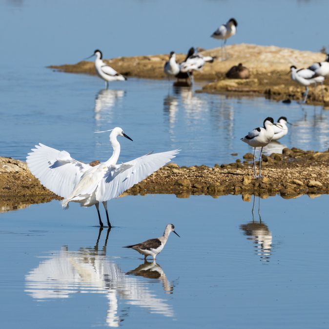Naturpark S'Albufera
