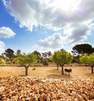 Universal Mallorca Travel Wandern Esel Steine Himmel Wolken Bäume 