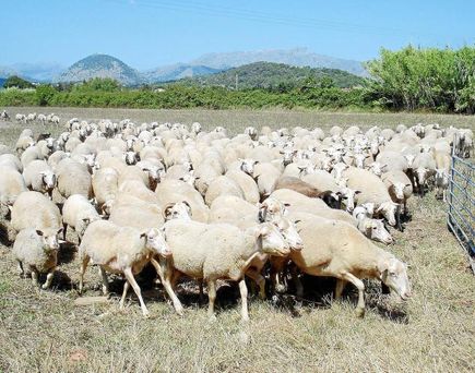 Universal Mallorca Travel Weide Schafe Wanderung